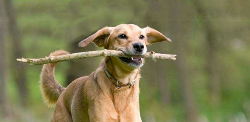 Dog fetching a stick